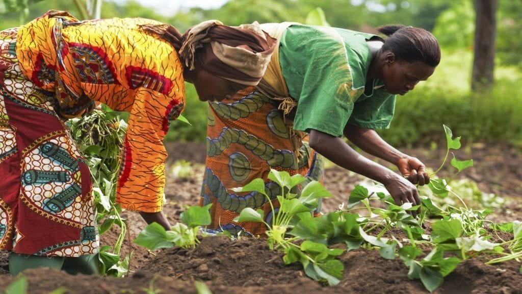 11 Kenyan Agri-Businesses tackling food security set to receive USD 100,000 investment