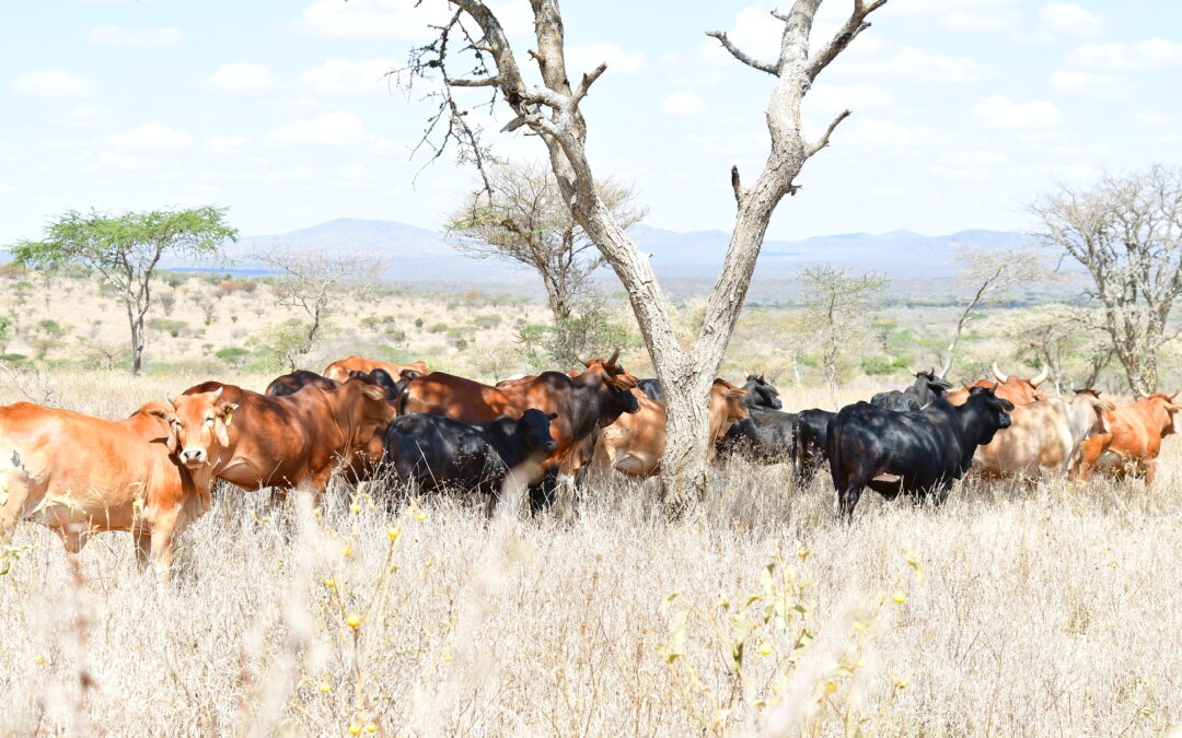 CABE works to enhance Climate-Smart Pastoral Innovations in Kenya