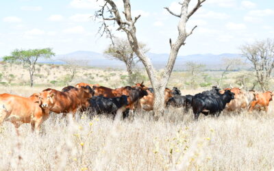 CABE works to enhance Climate-Smart Pastoral Innovations in Kenya